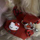 루이펫독 | PAT THE DOG 펫더독 펫비츠 하네스 레드 솔직 사용 후기 🎁 | 강아지 지비츠 하네스 | 강아지 하네스...