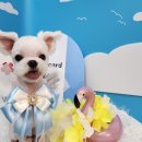 멍발소 이미지