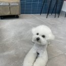귀빈펫살롱 이미지