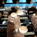 이인농장 이미지