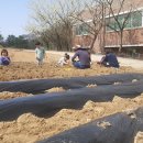 항사농장 Daum카페