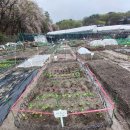 6/3(화) 샘골농장 쌈채나누기 벙개(대선투표후 참석) 이미지