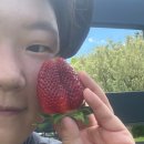 팜스월드은정농장 | [뉴질랜드 타우랑가 가볼만한 곳] 와카타네(wakatane) 딸기농장 (Julians&#39; Berry Farm &amp; cafe)
