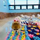 하이멍뭉 이미지