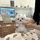 논현 켄넬 이미지