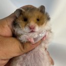 선셋 햄스터리 이미지