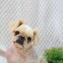 삐삐 펫살롱 이미지