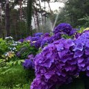 성림포레스트