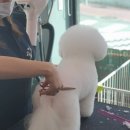 빅 그루밍 이미지