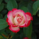 장미공원B 이미지