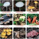 식용버섯, 약용버섯, 독버섯의 종류 이미지