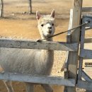 골든목장 | 돌 아기랑 갈 만한 곳 - 서울 근교 가평 양떼목장 솔직 후기 (주차 유모차 카페)
