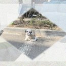 과장님댁 | 영주 강아지분양 폼스키분양 고민? S 과장님 찐추천 후기!