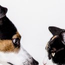 압구정웰동물병원 이미지