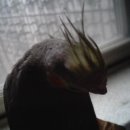 아롱다롱 이미지