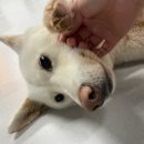 다양하개 이미지