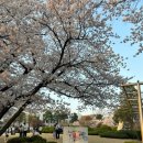 도심건강길 5길 | 서울시티투어버스 도심고궁남산코스, 벚꽃놀이 승하차 추천 장소