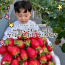 화성농장 | 아이와 함께하는 딸기 체험 화성 치유앤딸기농장 체험 후기