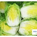 땅끝유통 절임배추 이미지