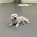 댕린이 보호구역 이미지