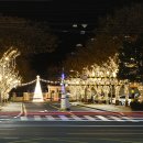 빛의 숲 이미지