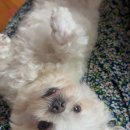 댕댕이# 이미지