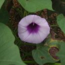 진부농장 이미지