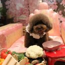 퍼피라운지 이미지