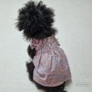 댕댕아띠 | [공지] [마산 아띠 애견미용] 짱구채채 미용변천사 : 강아지미용후기