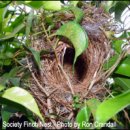 # waxbill #----5. Nest &amp;Nesting Material 이미지