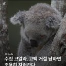 고봉밥 이미지