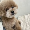 (주)쿨펫 이미지