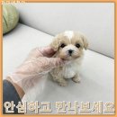 복실복실 | 평택미니비숑분양 신혼집에 찾아온 복실복실한 기쁨