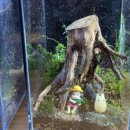 내 책상위의 작은 숲 테라리움 이미지