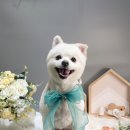 펫아뜰리에