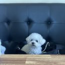 아라애견 | 울산 아라쭈꾸미 맛집, 불향 가득했던 동구점 후기 (애견동반)