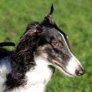 보르조이 (Borzoi) 이미지