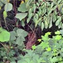 레오목장 2 이미지