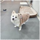 메가펫 | 인천애견호텔 강아지와 함께한 행복한 주말 여행 메가펫애견호텔 후기