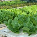 스마트농장 이미지