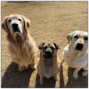 애견카페왕 이미지