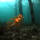 해마의 일종인 나뭇잎 해룡(Leafy sea dragon) 이미지