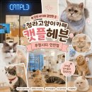 달리는커피루원앨리스빌점 | 인천아이와갈만한곳 청라고양이카페 캣플헤븐 루원시티인천점