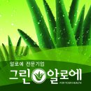 그린 알로에 이미지