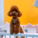 이든반려견 문화센터 이미지