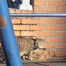 동물보육원 경기 수원 지부 | 길고양이 구조 현장에서 봉사(:with동물보육원)