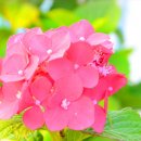 동평초등학교 이미지