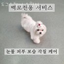 도그플러스 애견미용 이미지