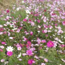 본량초교 이미지