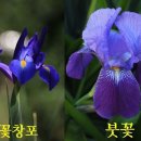 꽃창포 이미지